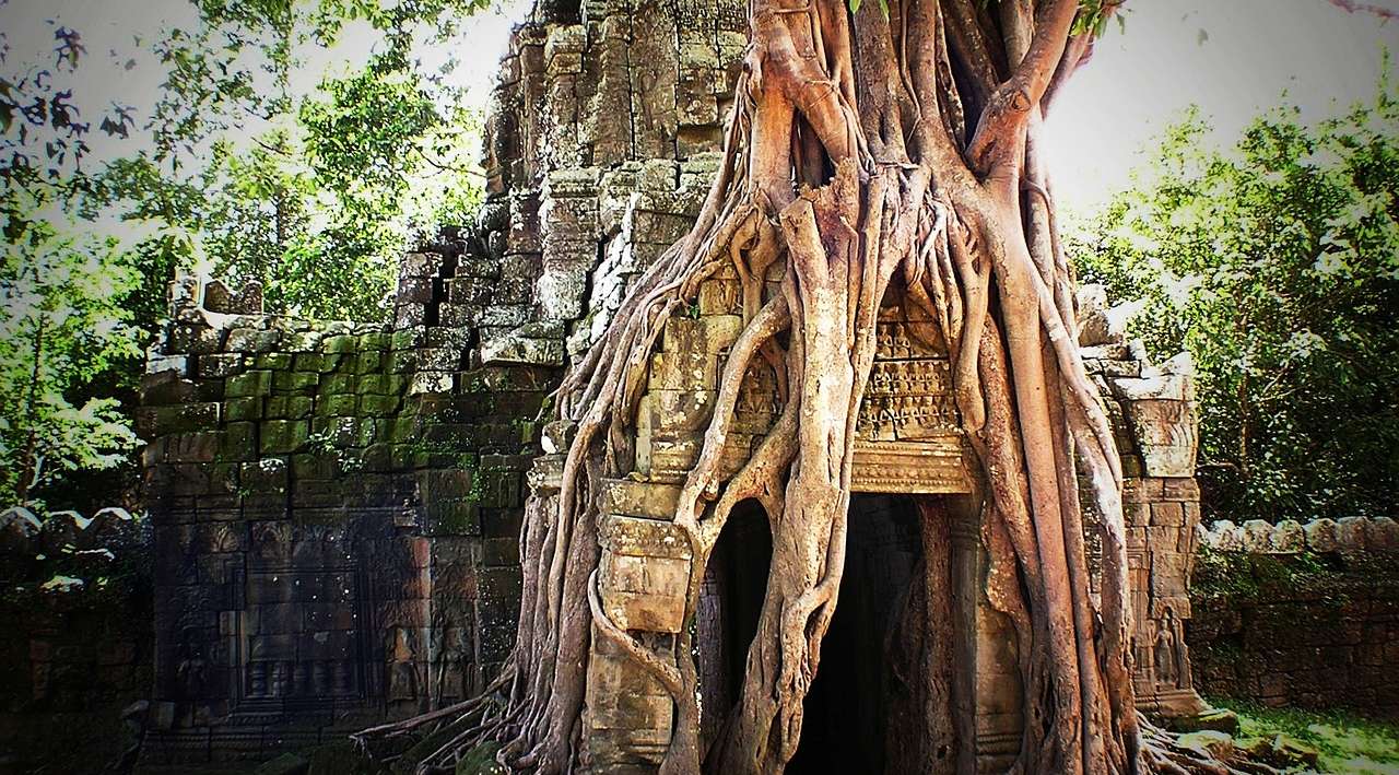 Natura ad Angkor Wat cambogia