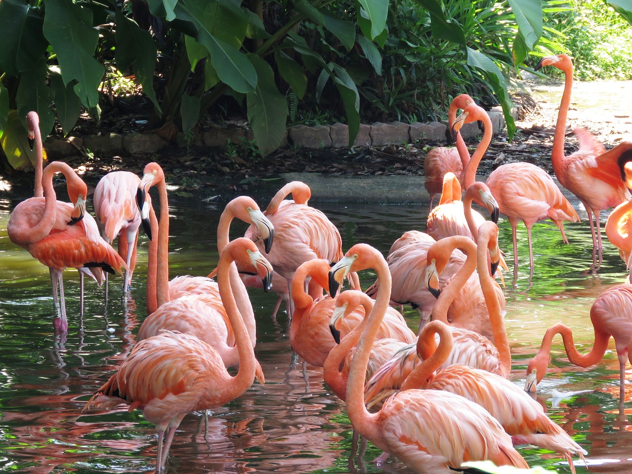 jurong parco degli uccelli singapore