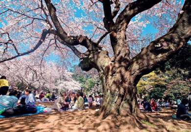 hanami-giappone