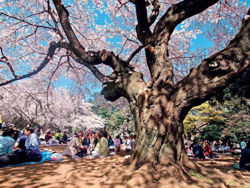 hanami-giappone