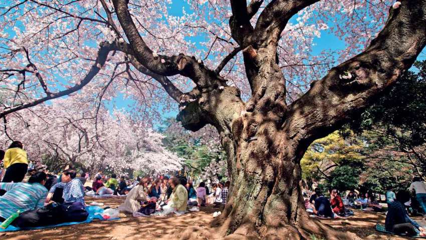 hanami-giappone