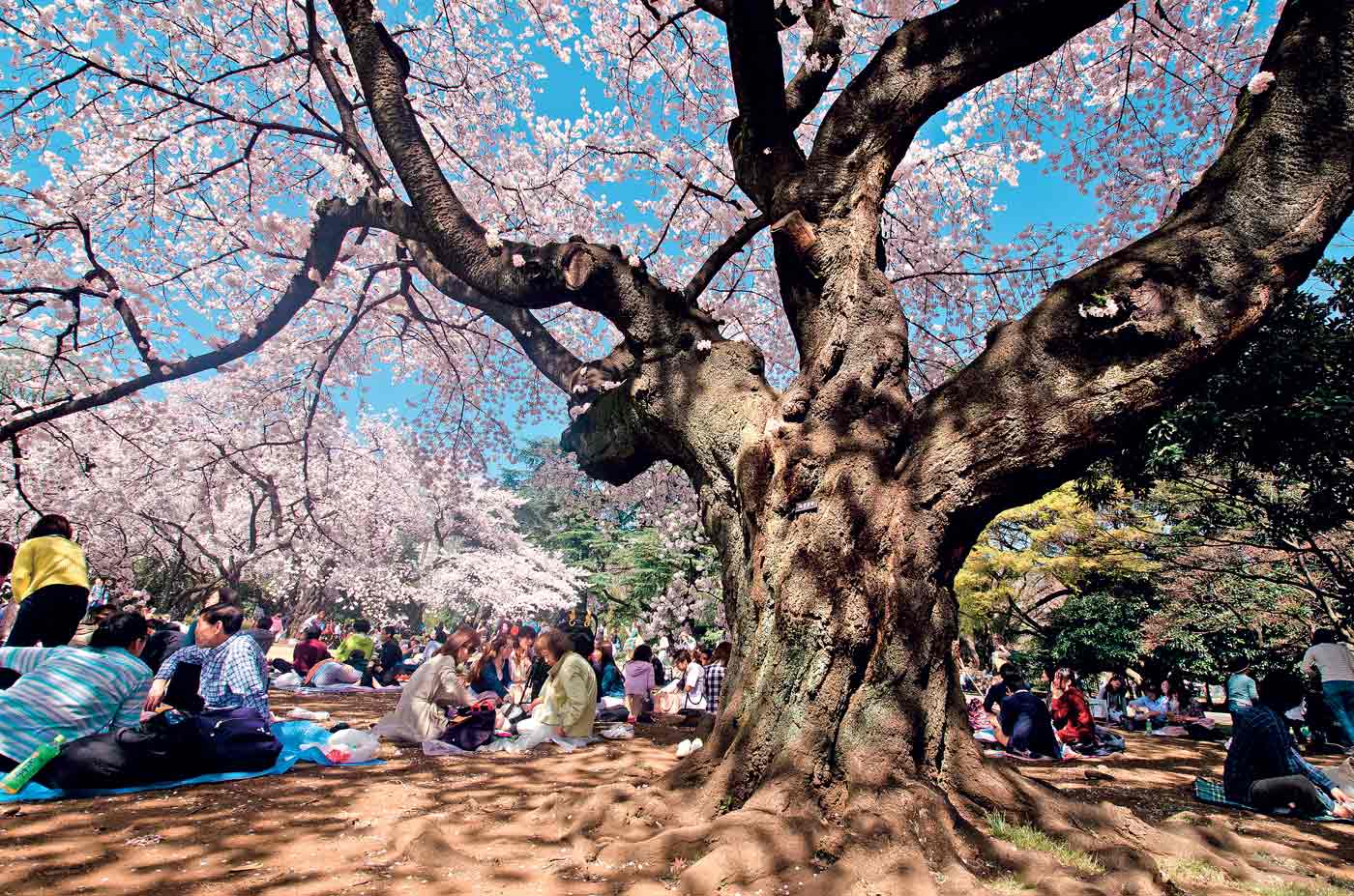 hanami-giappone