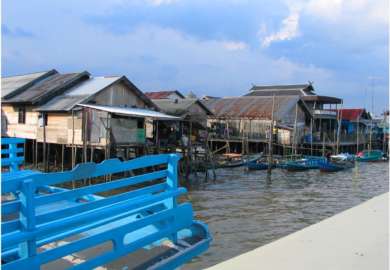 oranghi nel Kalimantan