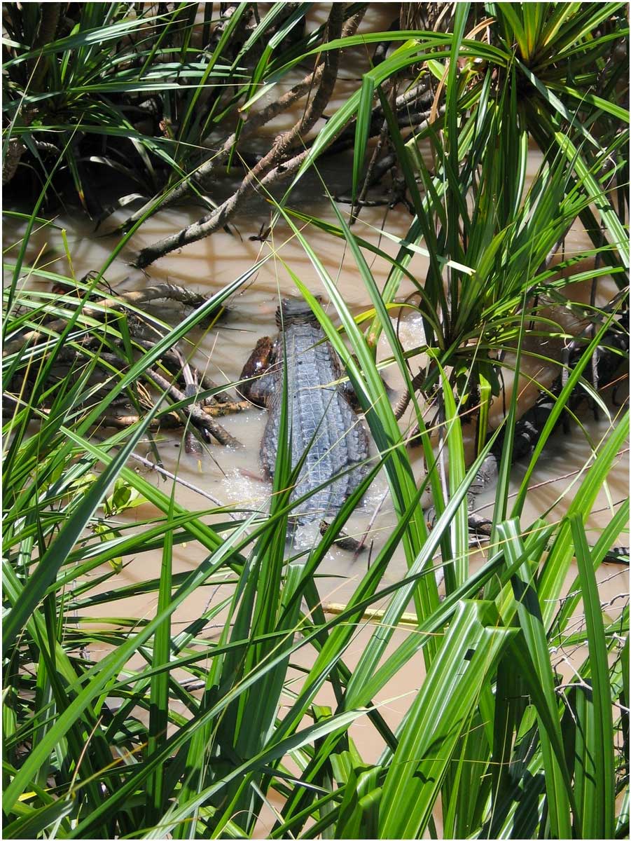 oranghi nel Kalimantan