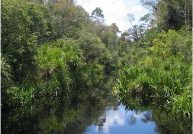 oranghi nel Kalimantan