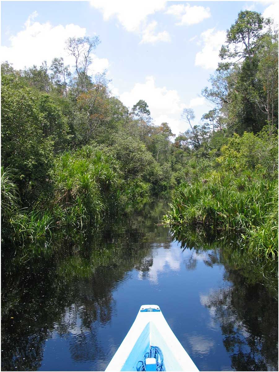 oranghi nel Kalimantan