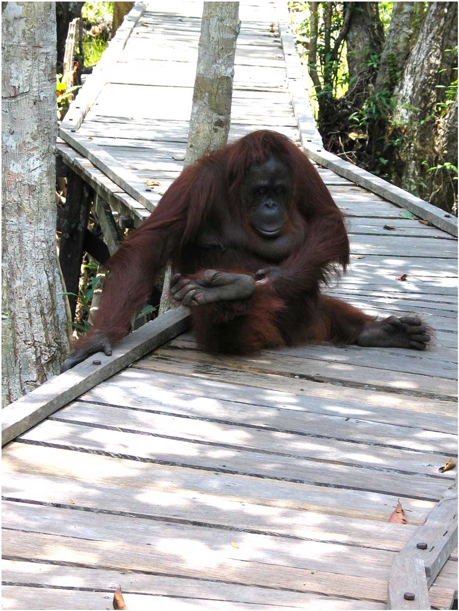 oranghi nel Kalimantan