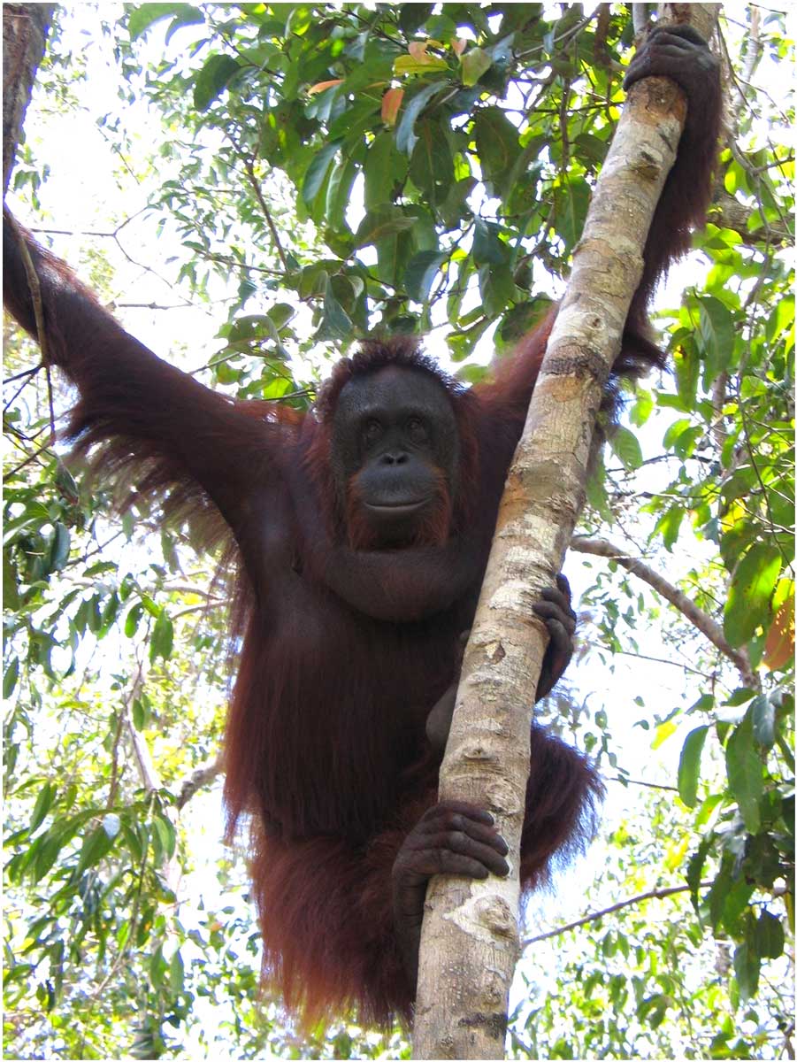 oranghi nel Kalimantan