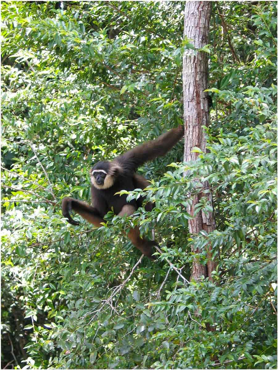 oranghi nel Kalimantan