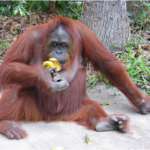 oranghi nel Kalimantan