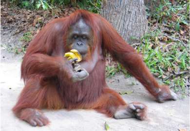 oranghi nel Kalimantan