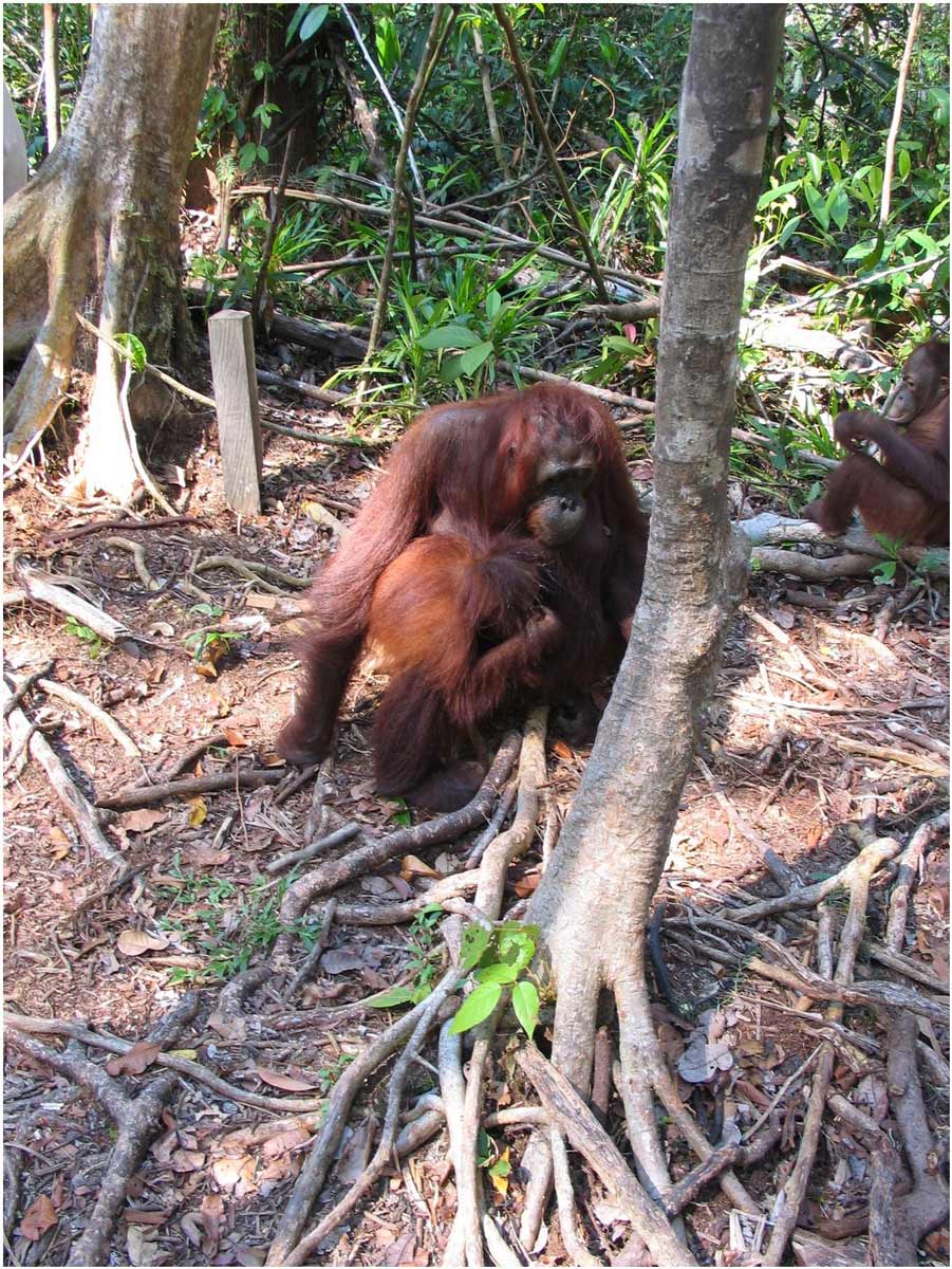 oranghi nel Kalimantan