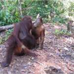 oranghi nel Kalimantan