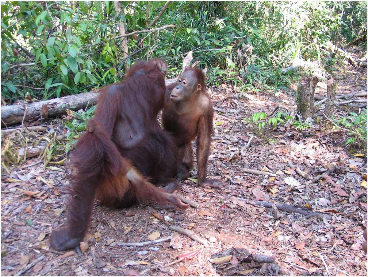 oranghi nel Kalimantan