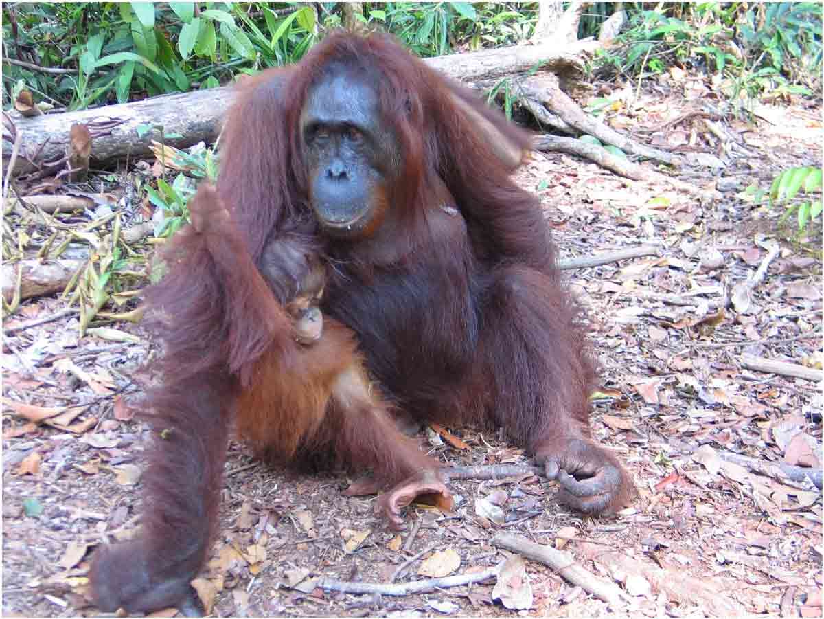 oranghi nel Kalimantan