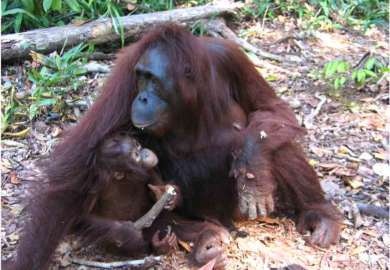 oranghi nel Kalimantan