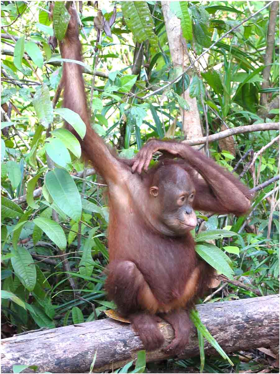 oranghi nel Kalimantan