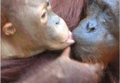 oranghi nel Kalimantan