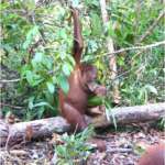 oranghi nel Kalimantan