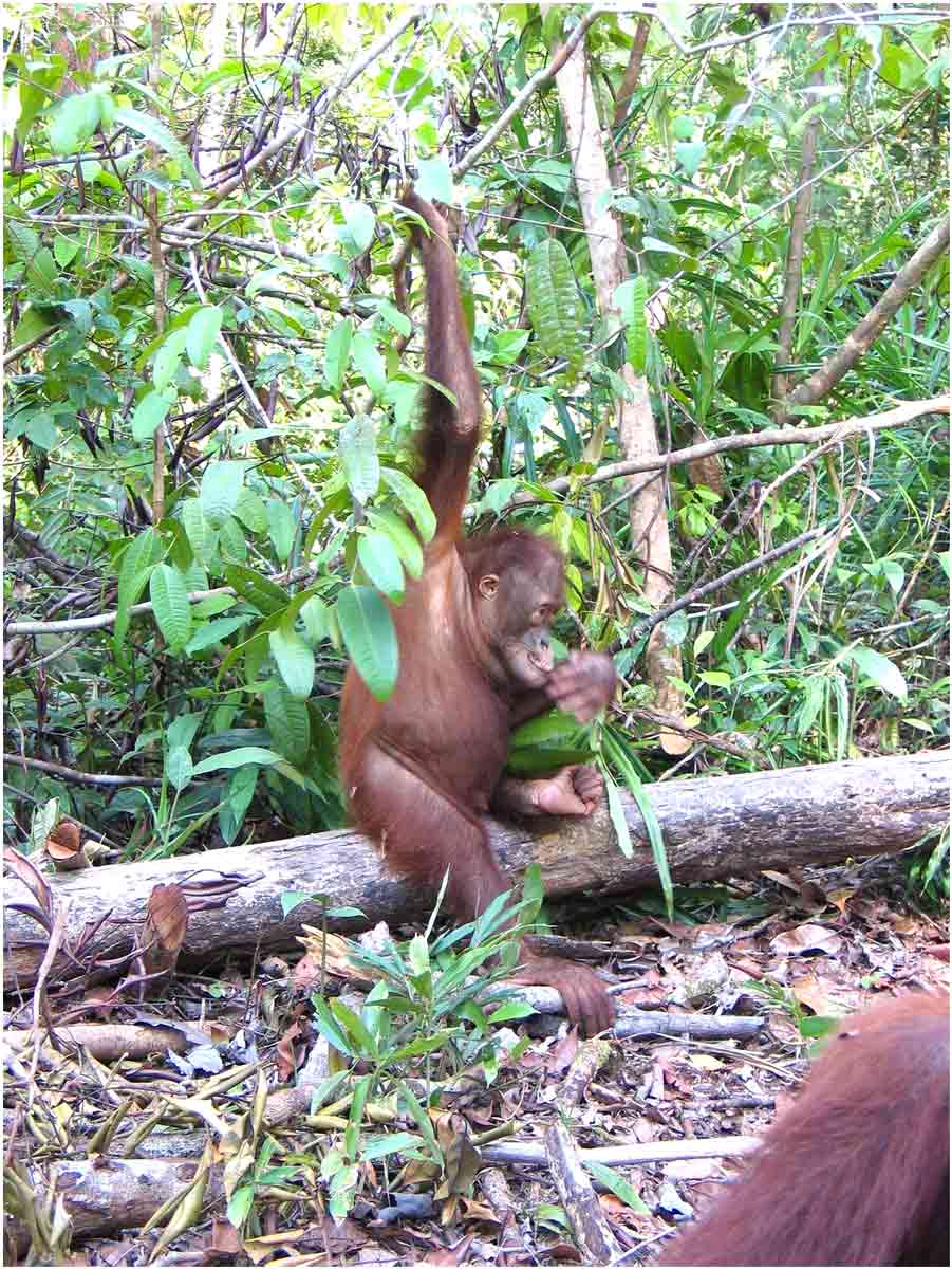 oranghi nel Kalimantan