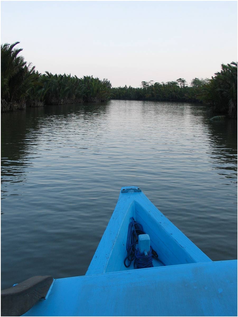 oranghi nel Kalimantan