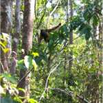 oranghi nel Kalimantan