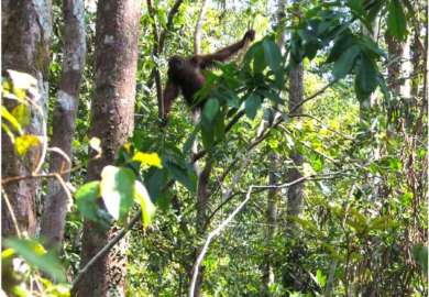 oranghi nel Kalimantan