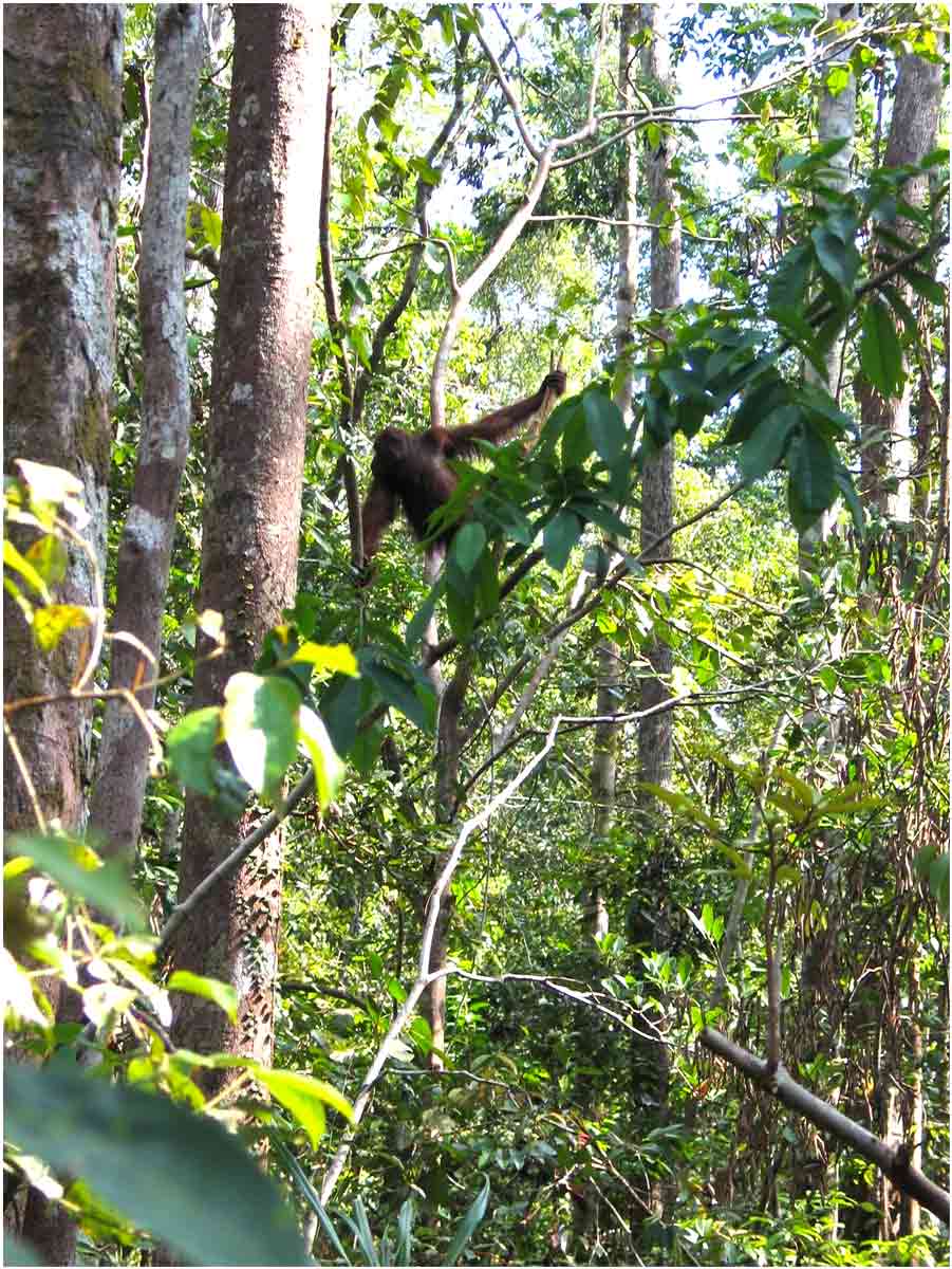 oranghi nel Kalimantan