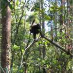 oranghi nel Kalimantan