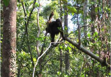 oranghi nel Kalimantan