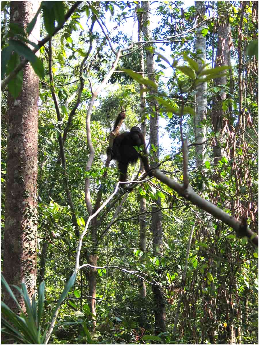 oranghi nel Kalimantan