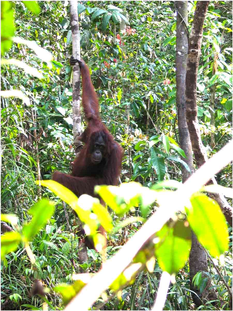 oranghi nel Kalimantan