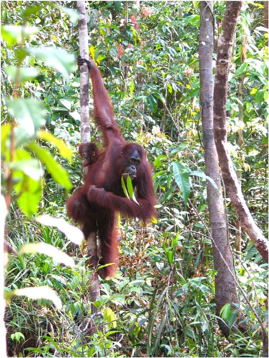 oranghi nel Kalimantan