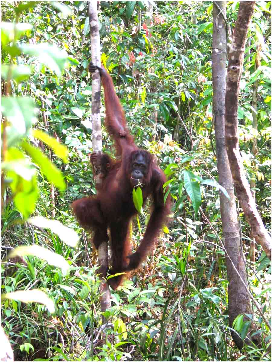 oranghi nel Kalimantan