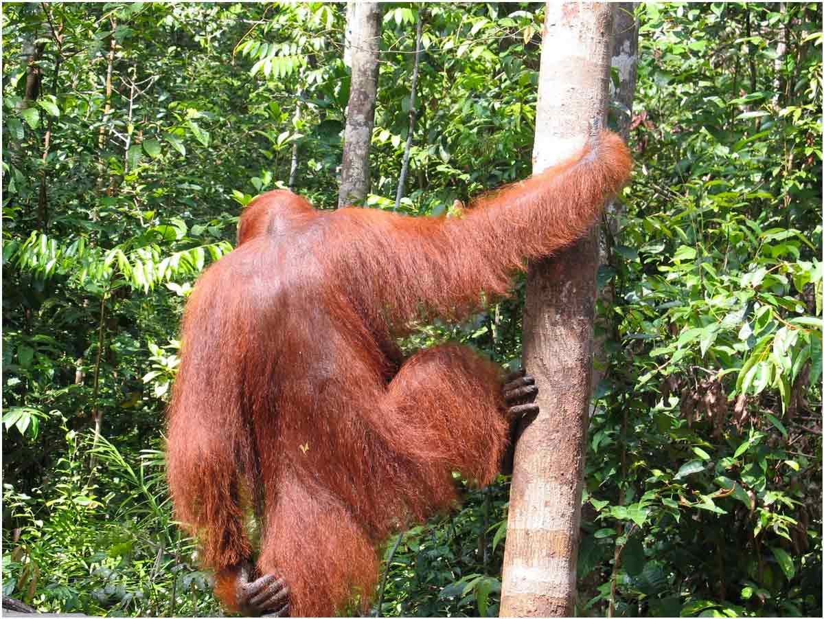 oranghi nel Kalimantan