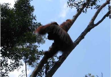oranghi nel Kalimantan