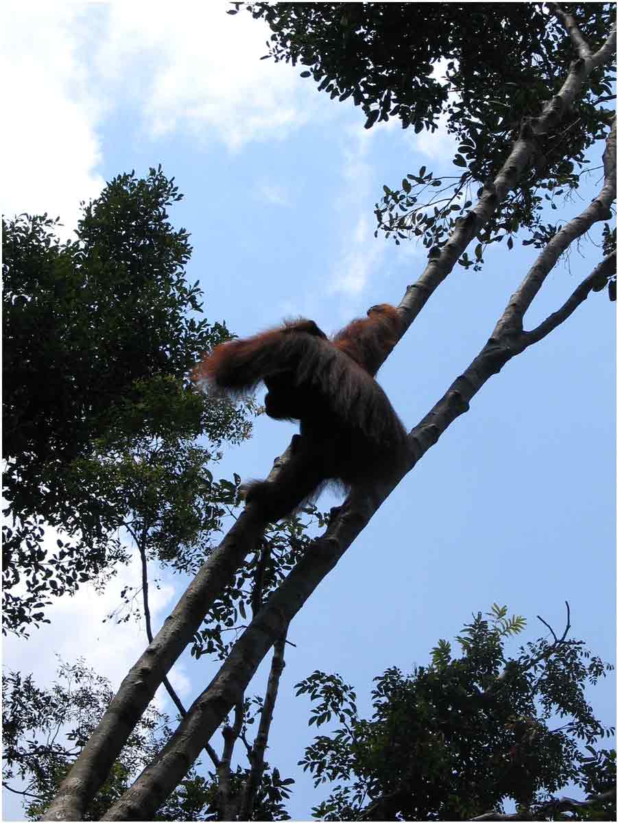 oranghi nel Kalimantan