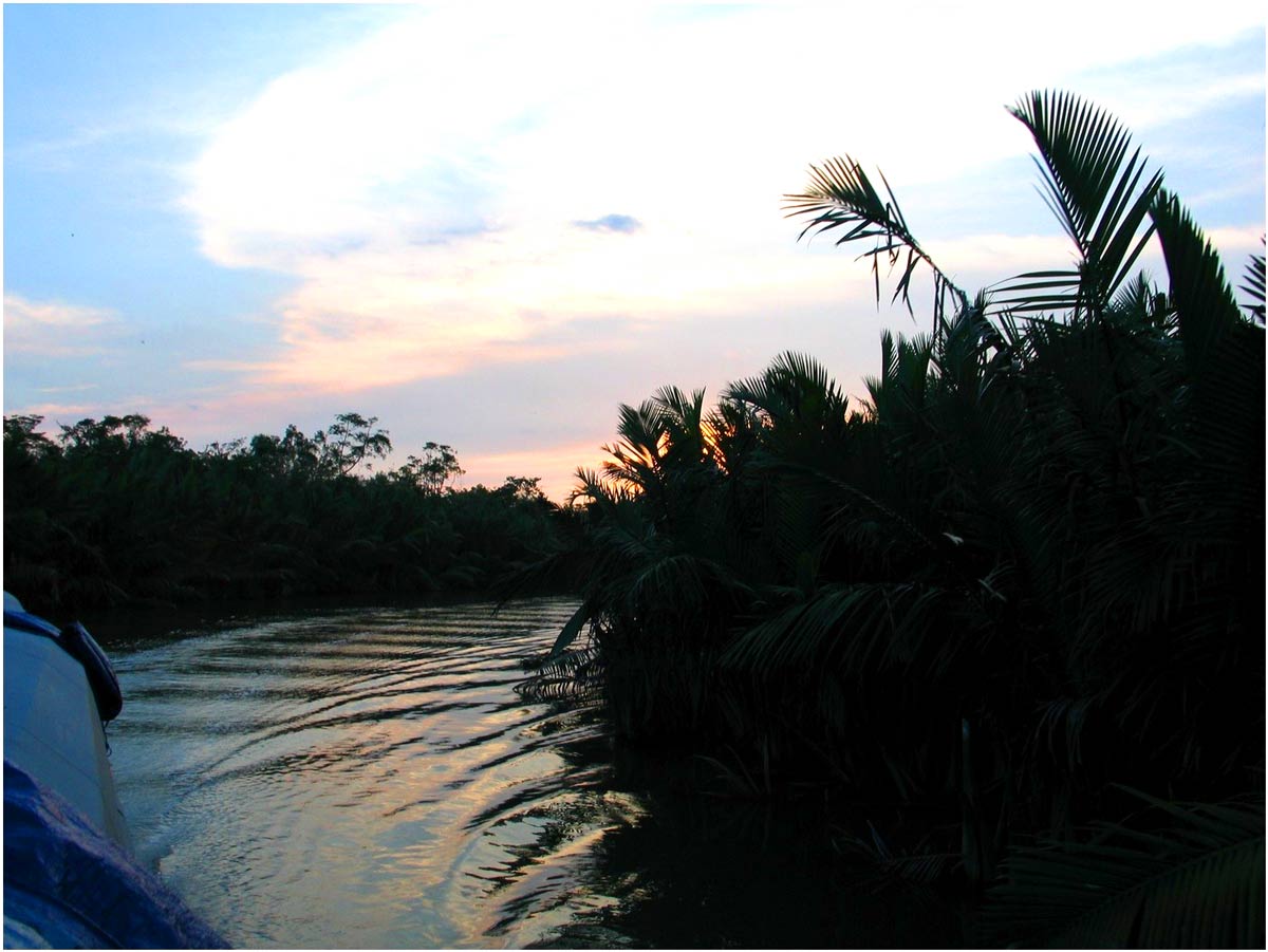 oranghi nel Kalimantan