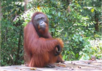 oranghi nel Kalimantan