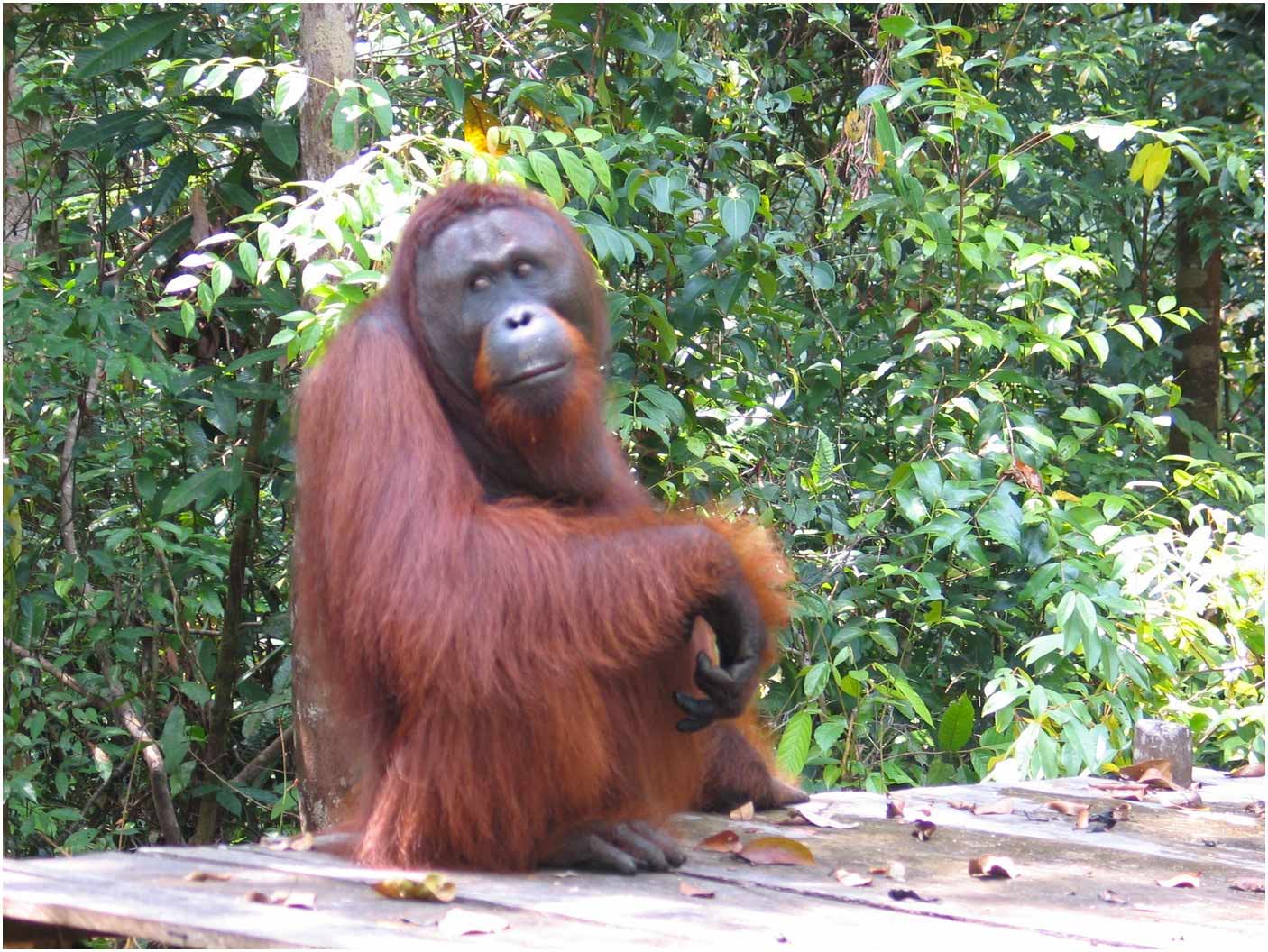 oranghi nel Kalimantan