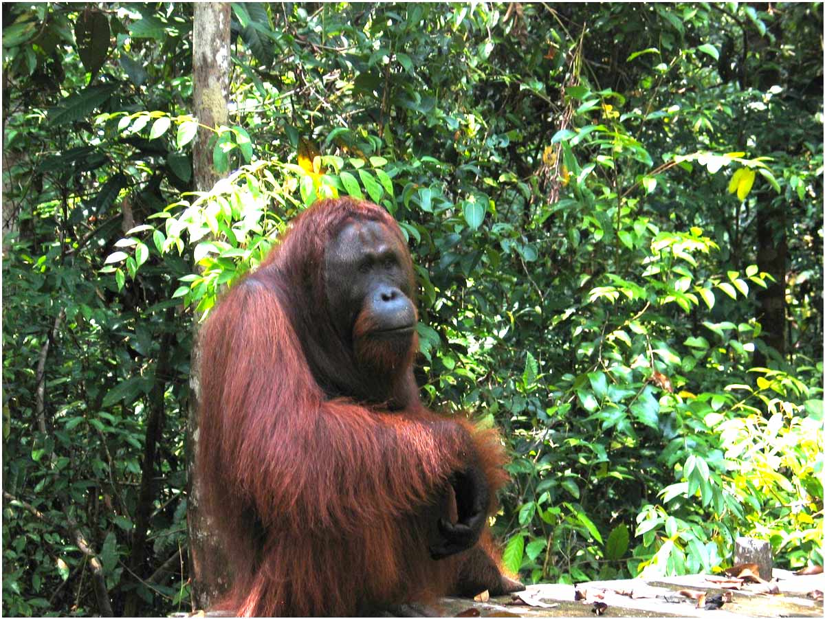 oranghi nel Kalimantan