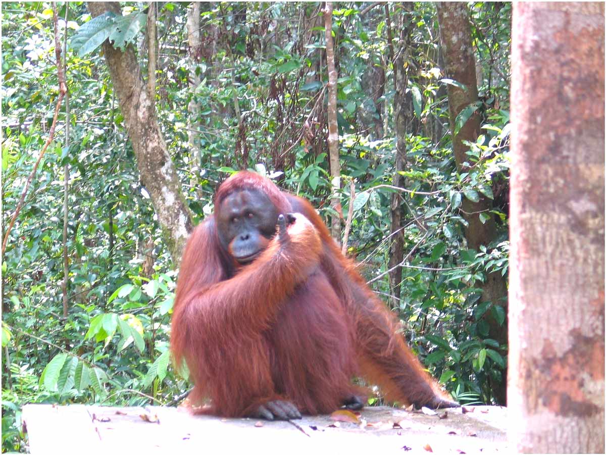 oranghi nel Kalimantan