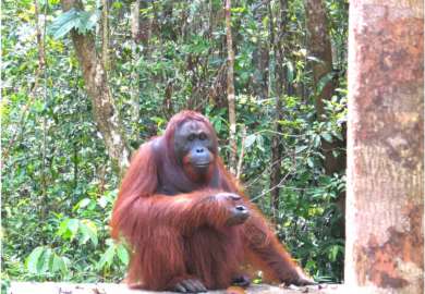 oranghi nel Kalimantan