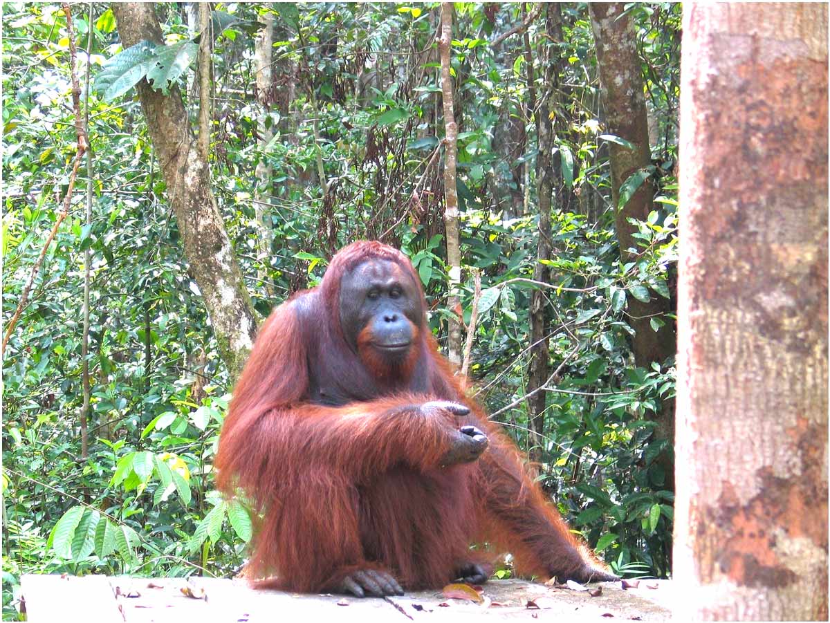 oranghi nel Kalimantan