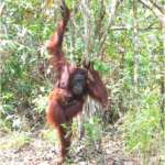 oranghi nel Kalimantan