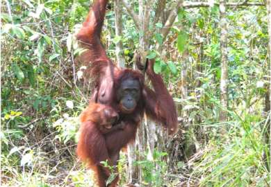 oranghi nel Kalimantan