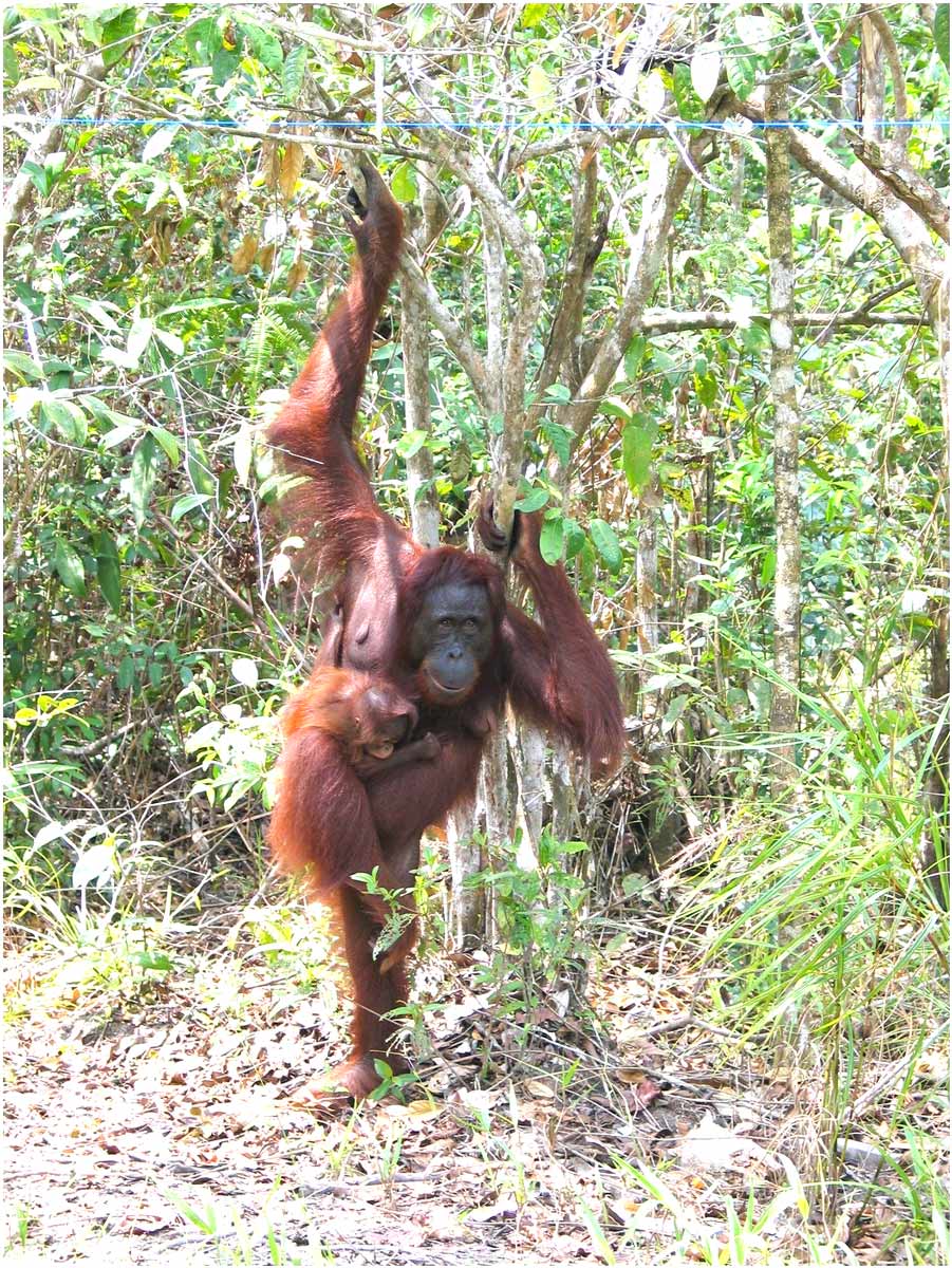 oranghi nel Kalimantan