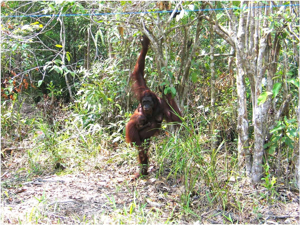 oranghi nel Kalimantan