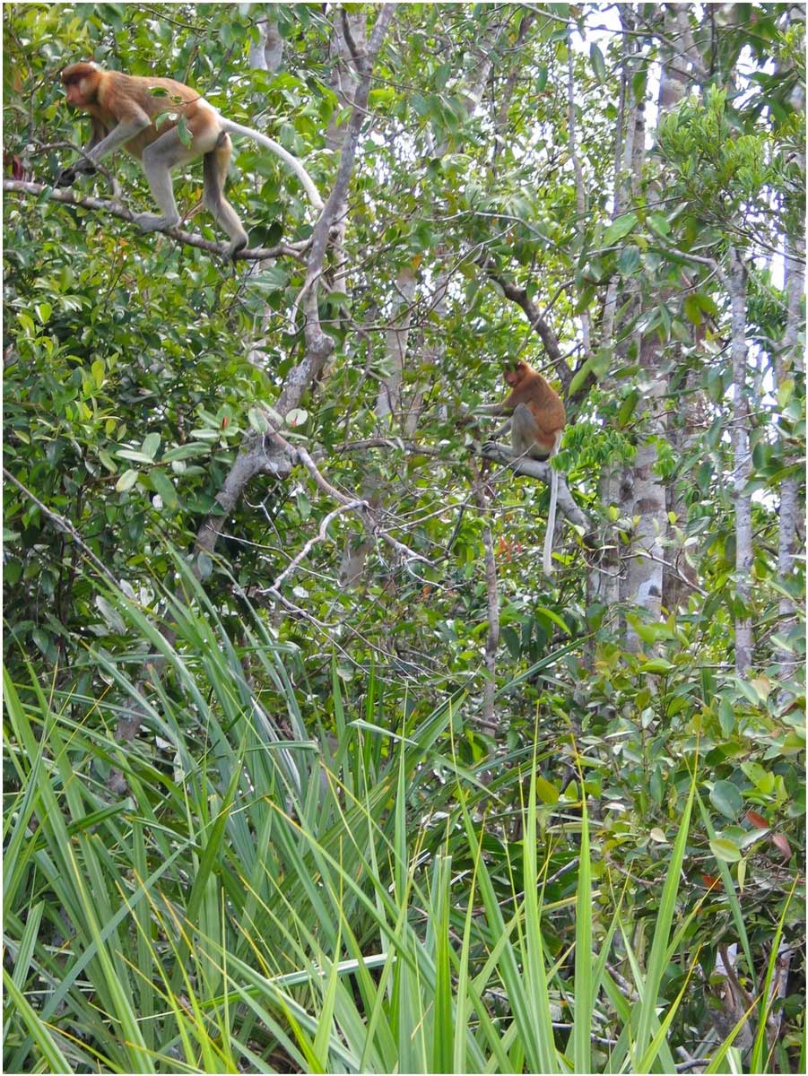 oranghi nel Kalimantan