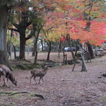 giardini di Yoshikien e di Isuien